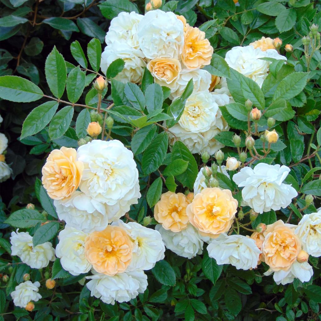 Rosa Ghislaine de Féligonde - Climbing Rose