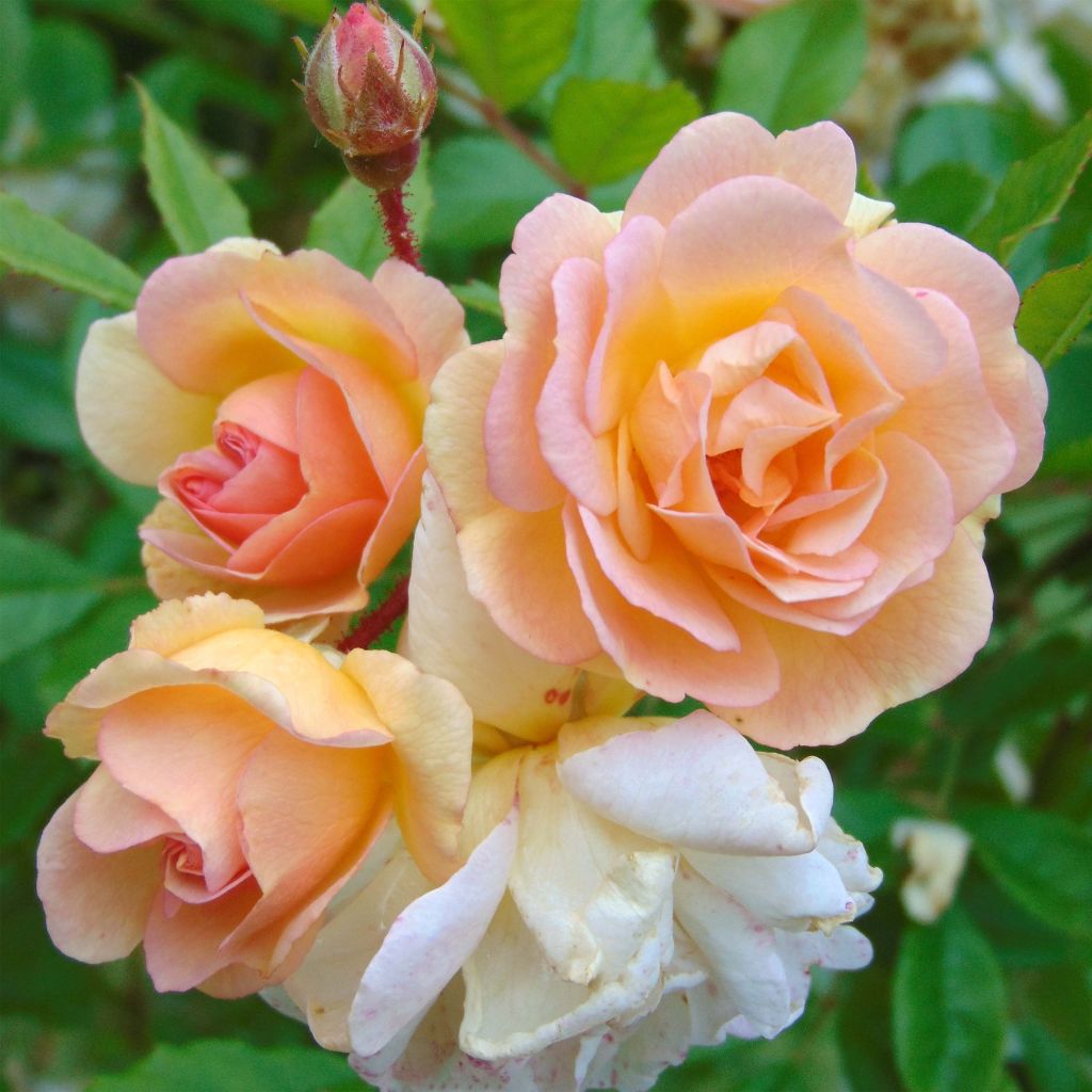 Rosa Ghislaine de Féligonde - Climbing Rose