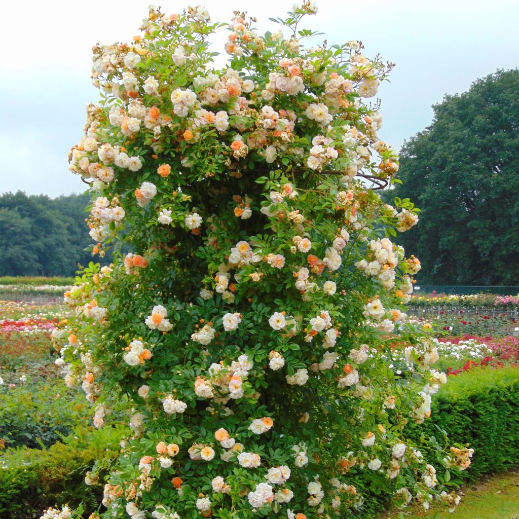 Rosa Ghislaine de Féligonde - Climbing Rose