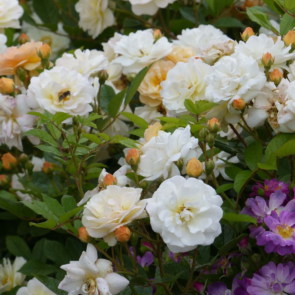 Rosa Ghislaine de Féligonde - Climbing Rose