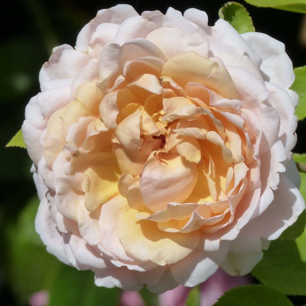 Rosa Gruss An Aachen - Hybrid Tea