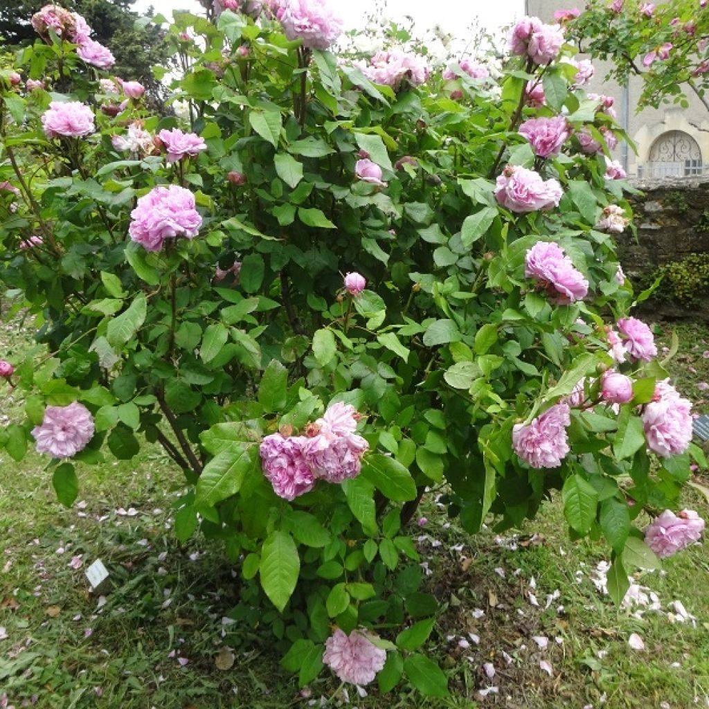 Rosa Jacques Cartier - Portland Rose