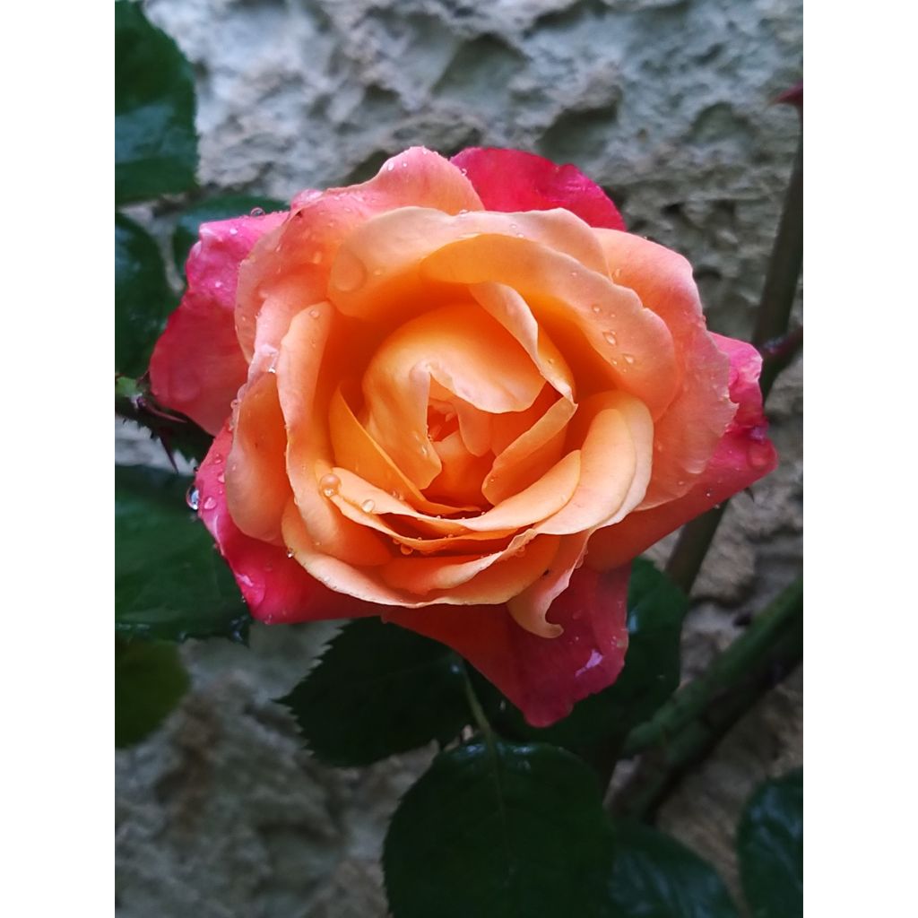 Rosa floribunda Josephs Coat