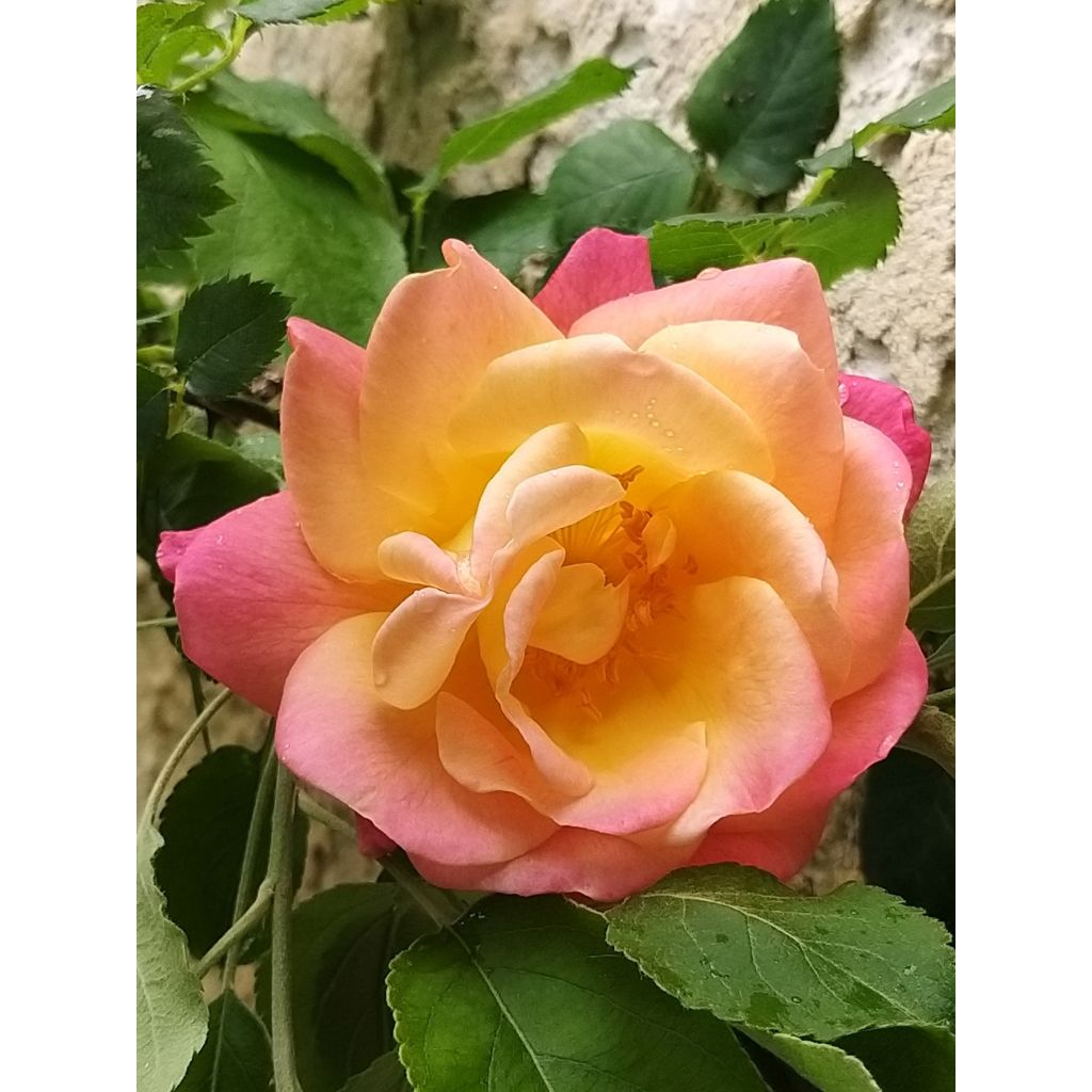 Rosa floribunda Josephs Coat