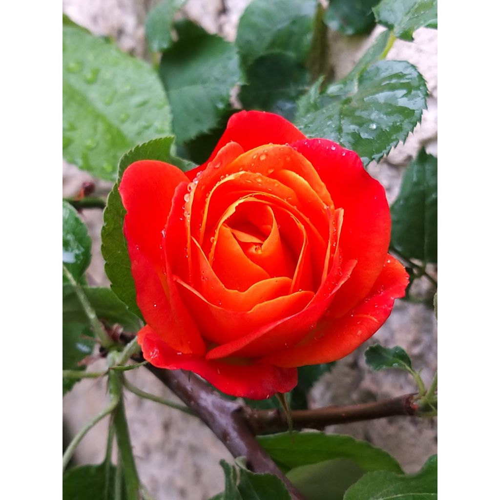 Rosa floribunda Josephs Coat