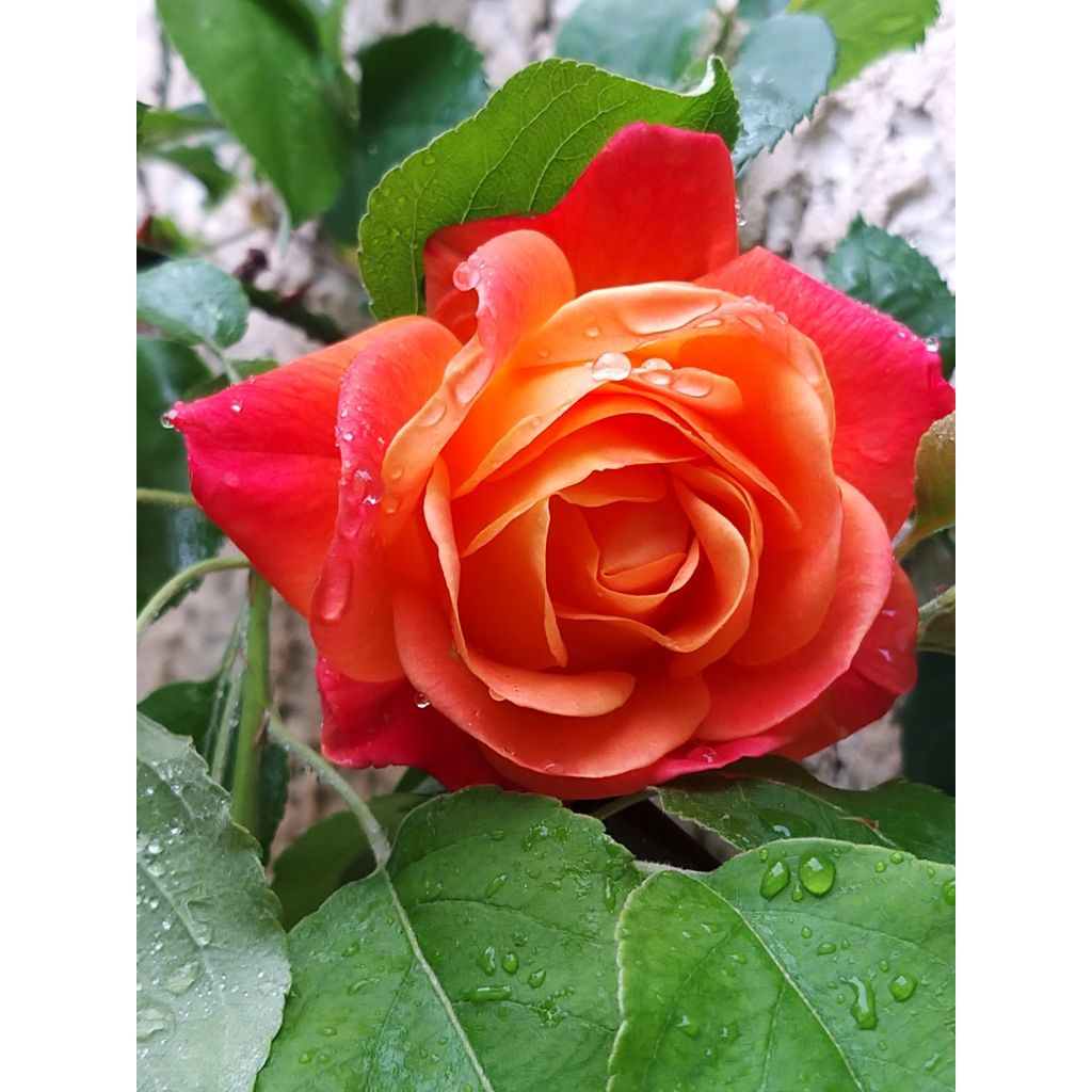 Rosa floribunda Josephs Coat