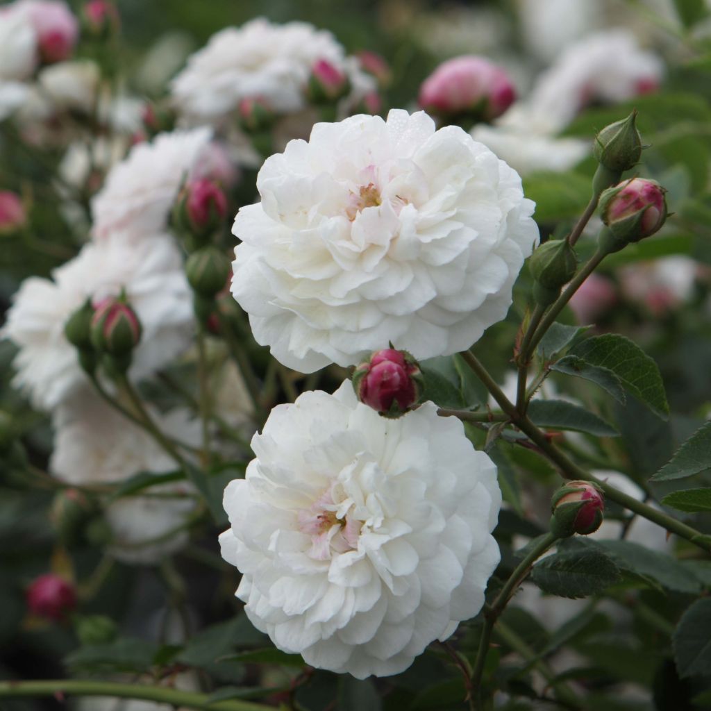 Rosa sempervirens Little White Pet