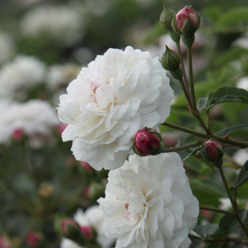 Rosa sempervirens Little White Pet