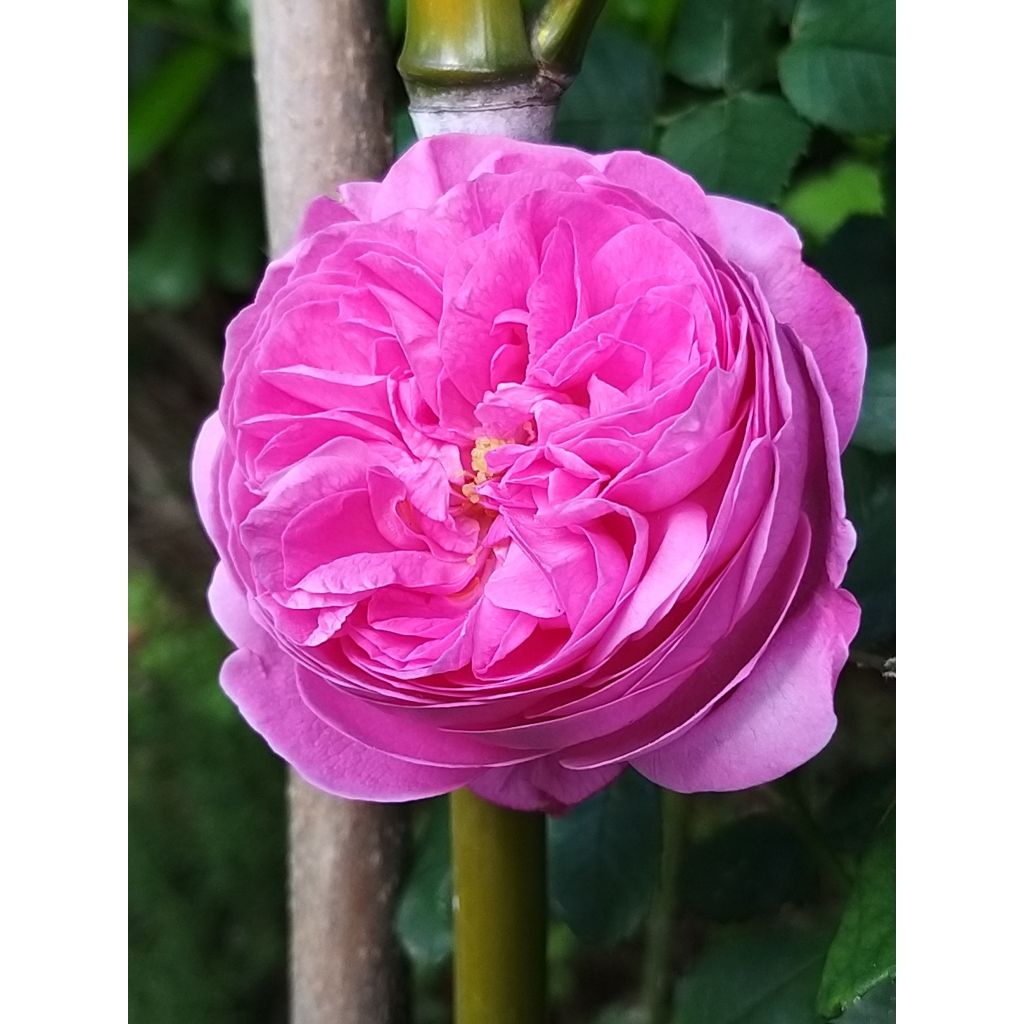 Rosa Louise Odier - Bourbon Rose