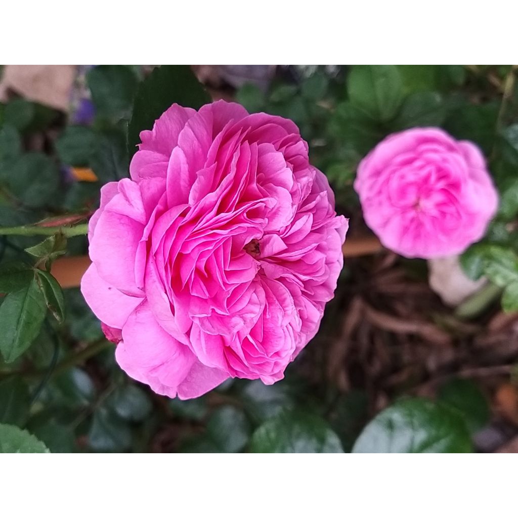 Rosa Louise Odier - Bourbon Rose