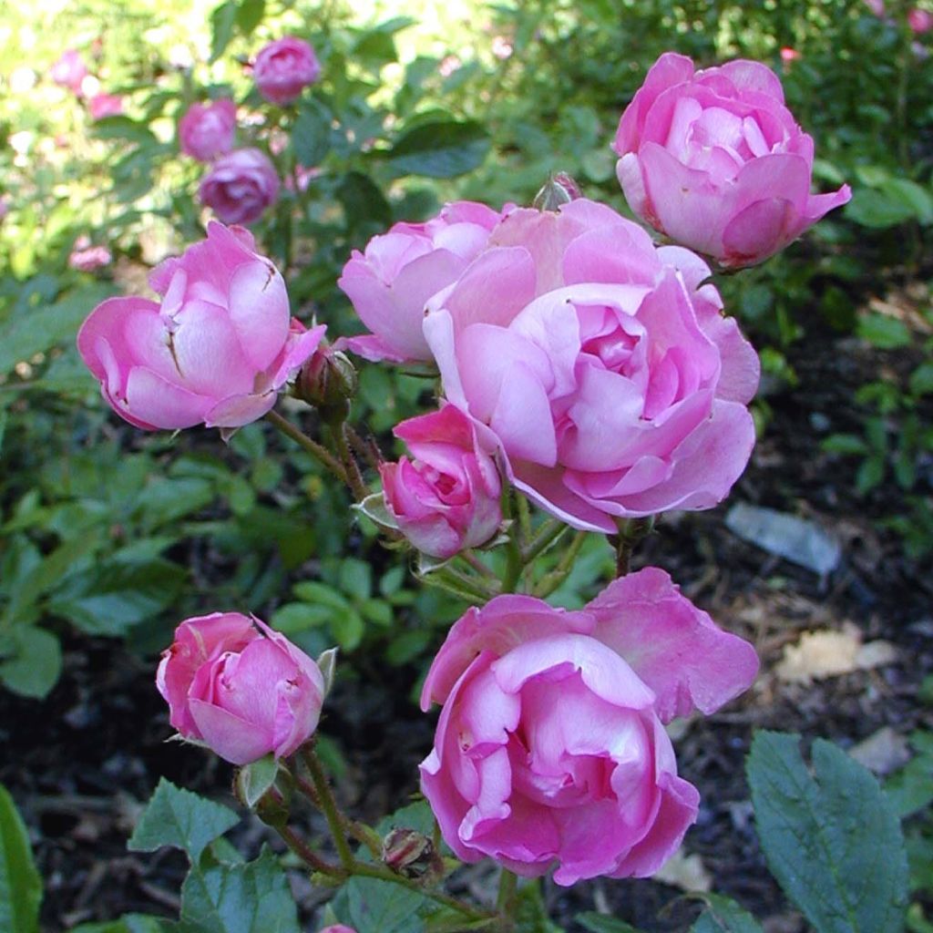 Rosa (x) polyantha Maman Turbat 