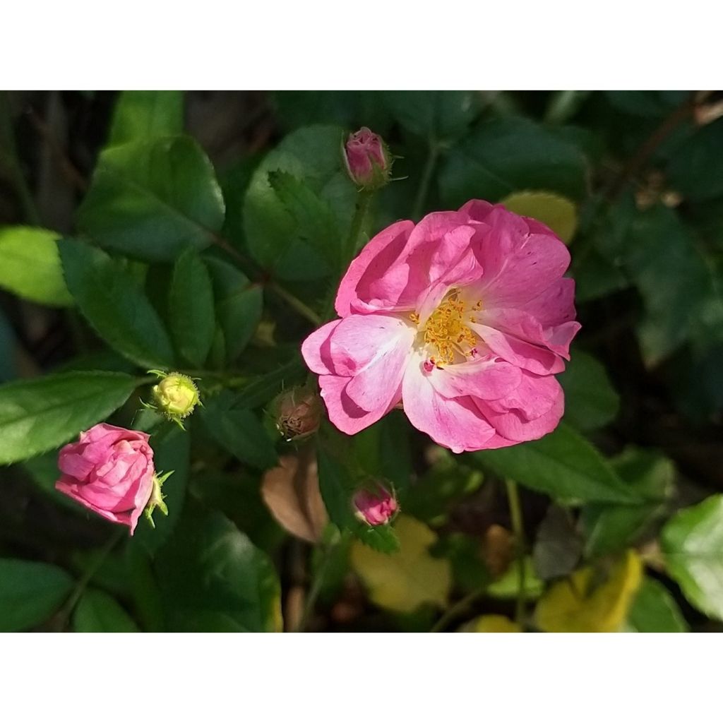 Rosa polyantha Maman Turbat