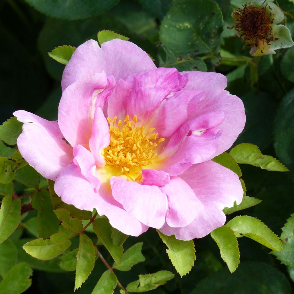 Rosa moyesii Marguerite Hilling