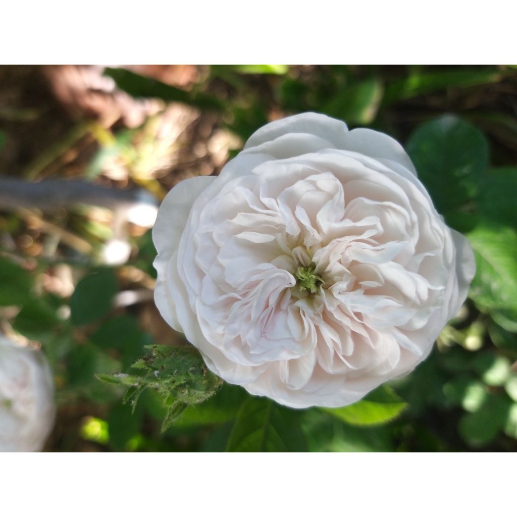 Rosa damascena Mme Hardy - Damask Rose