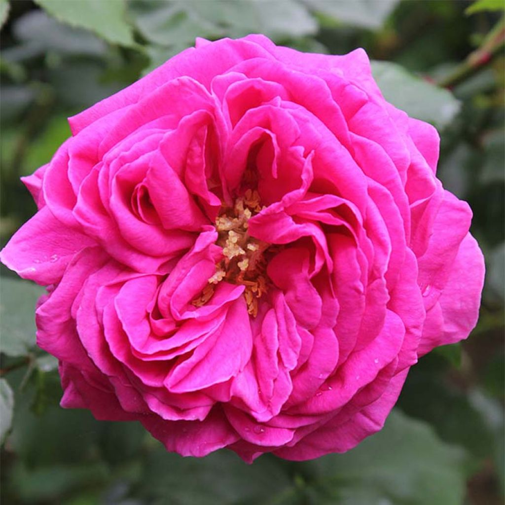 Rosa (x) bourbon Mme Issac Pereire