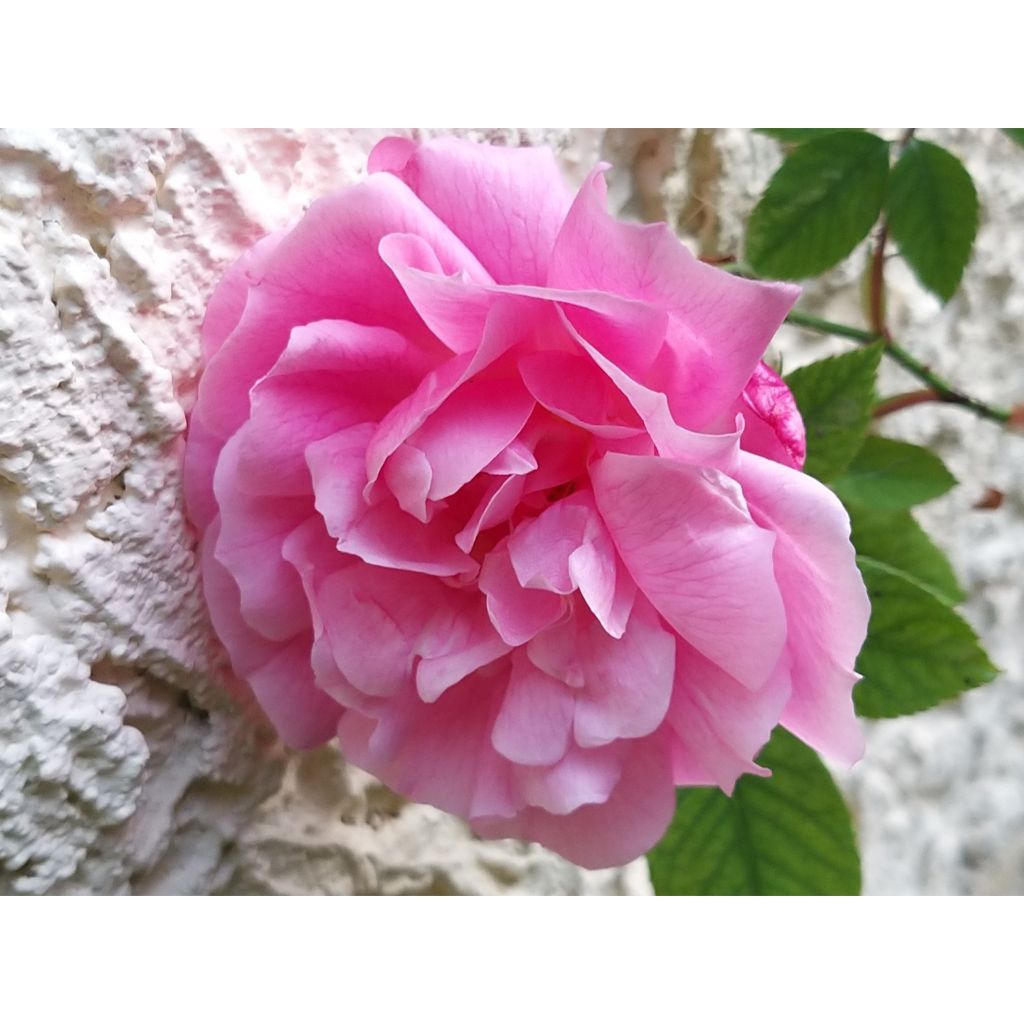 Rosa chinensis Old Blush - China Rose