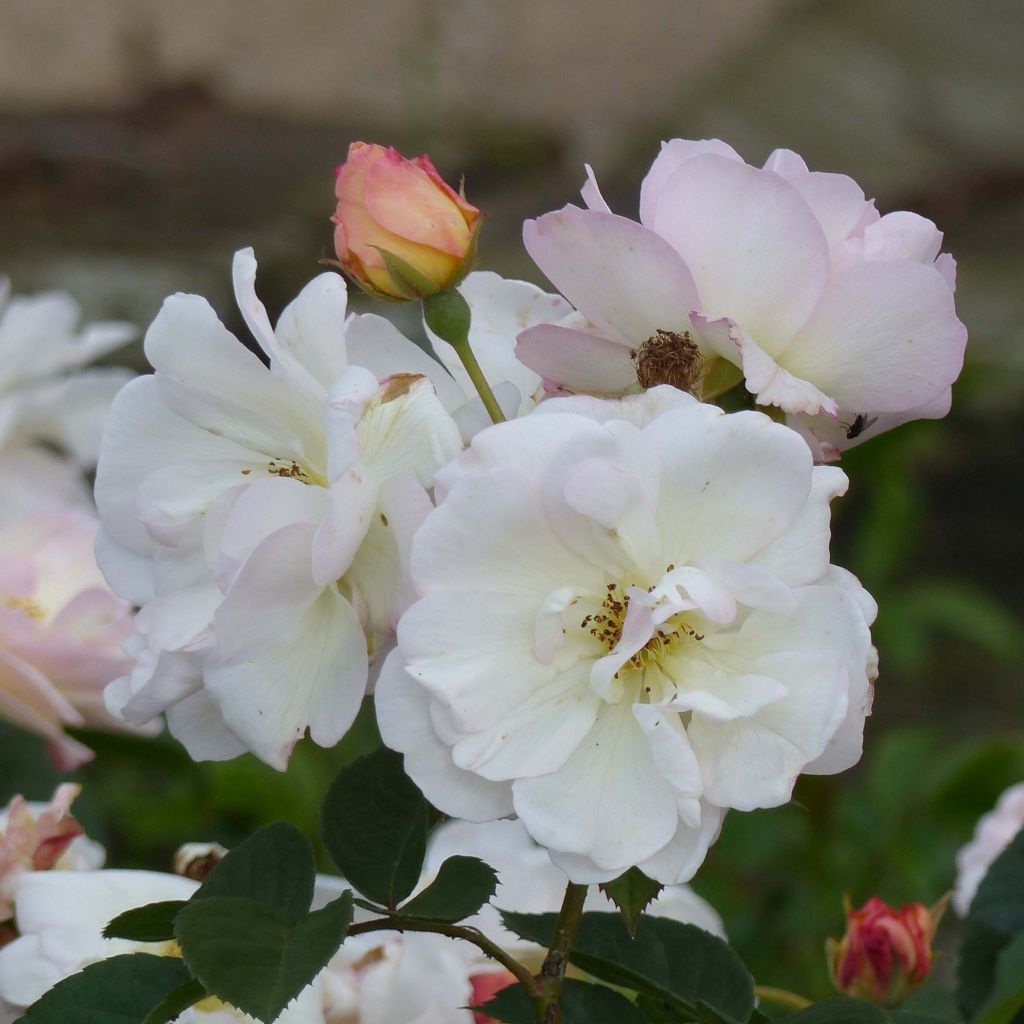 Rosa moschata Penelope - Musk Rose