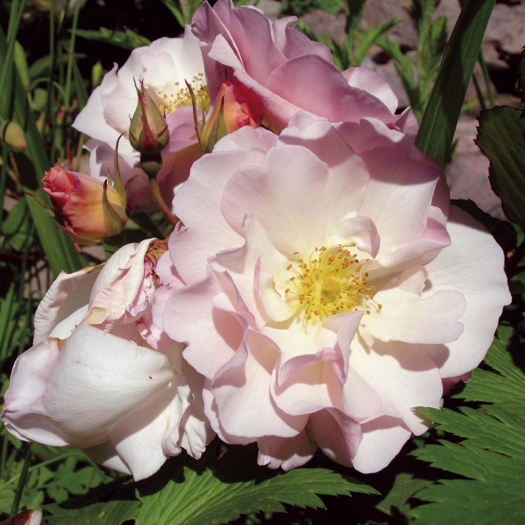 Rosa moschata Penelope - Musk Rose