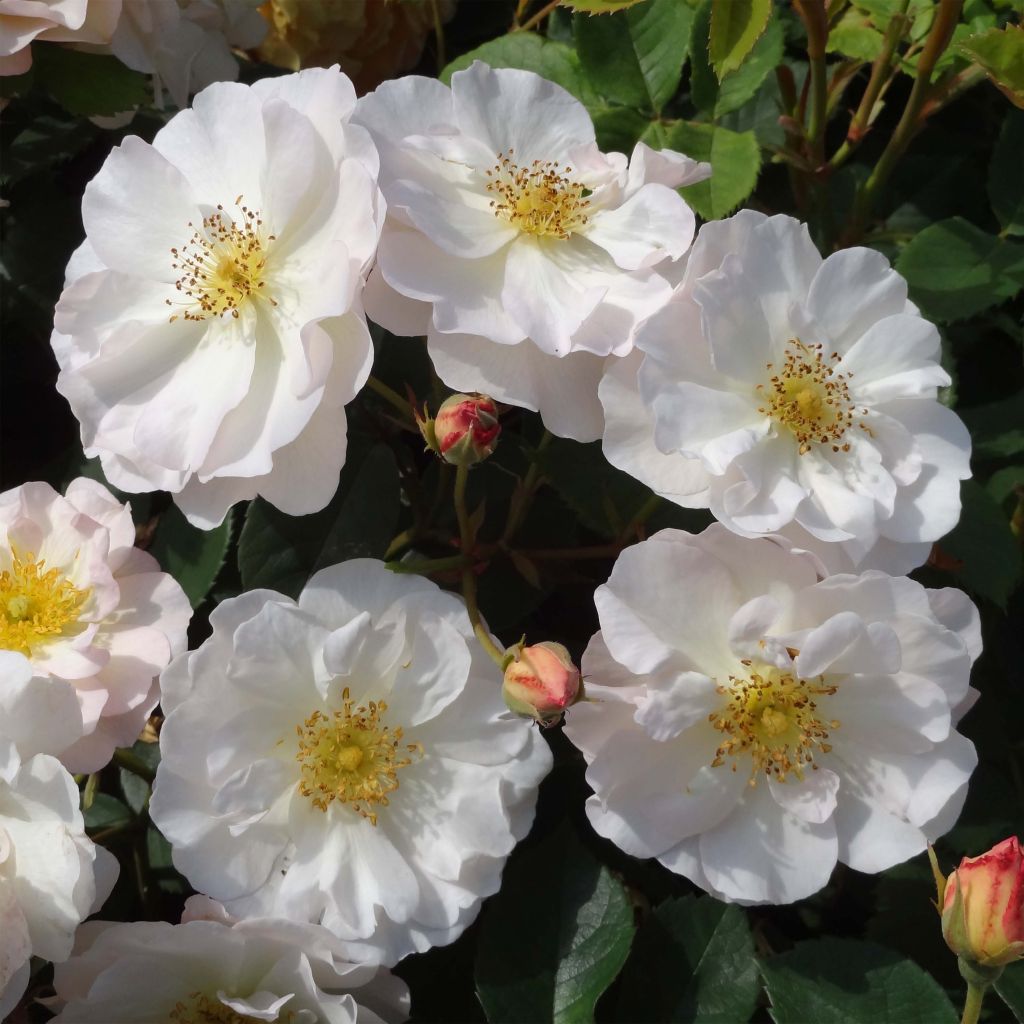 Rosa moschata Penelope - Musk Rose