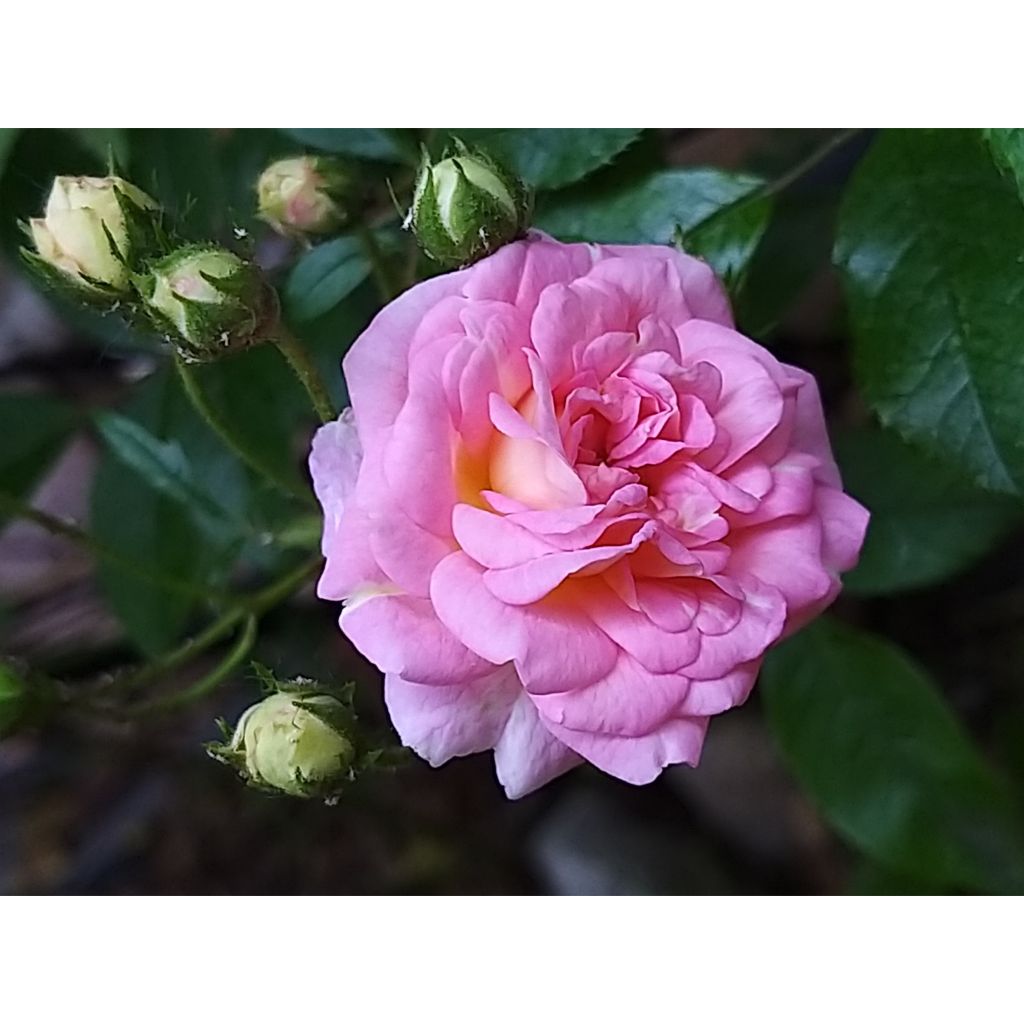 Rosa multiflora Pink Ghislaine de Féligonde - Climbing Rose