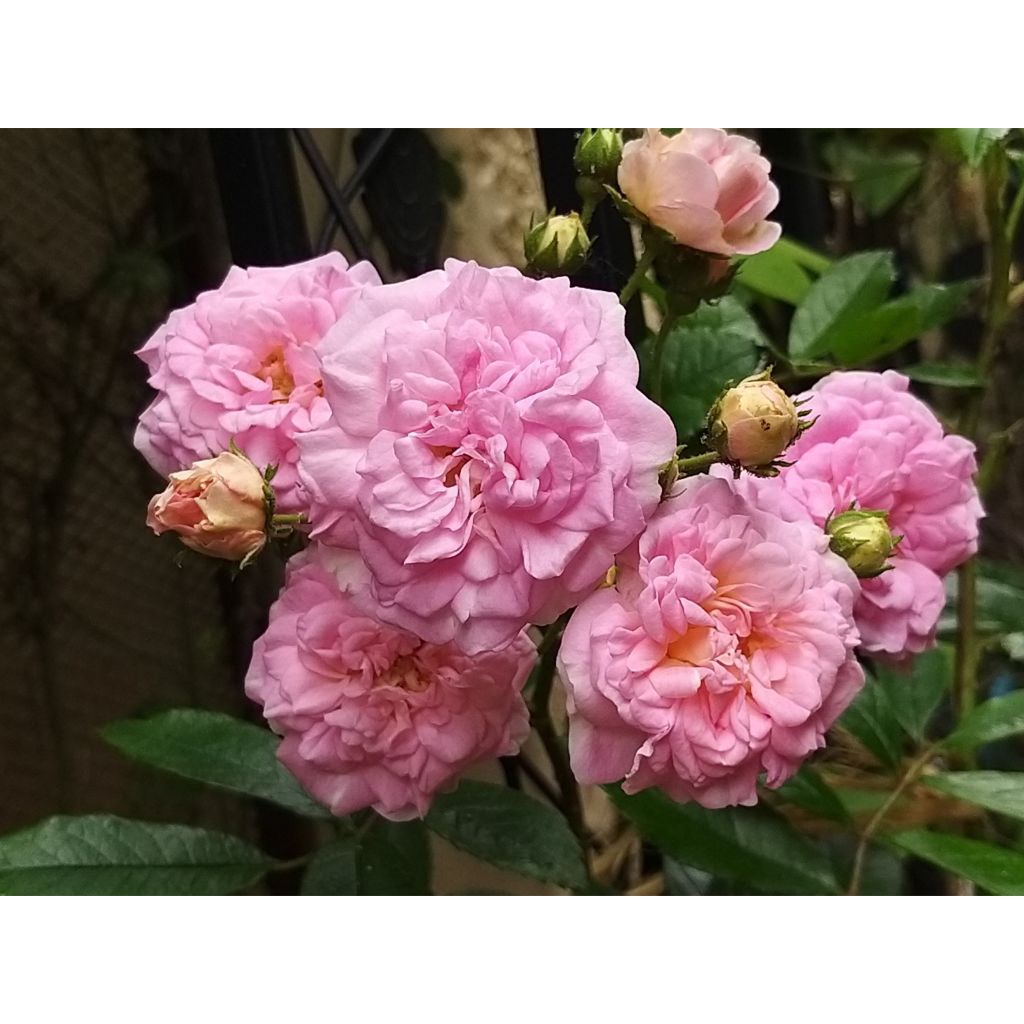 Rosa multiflora Pink Ghislaine de Féligonde - Climbing Rose