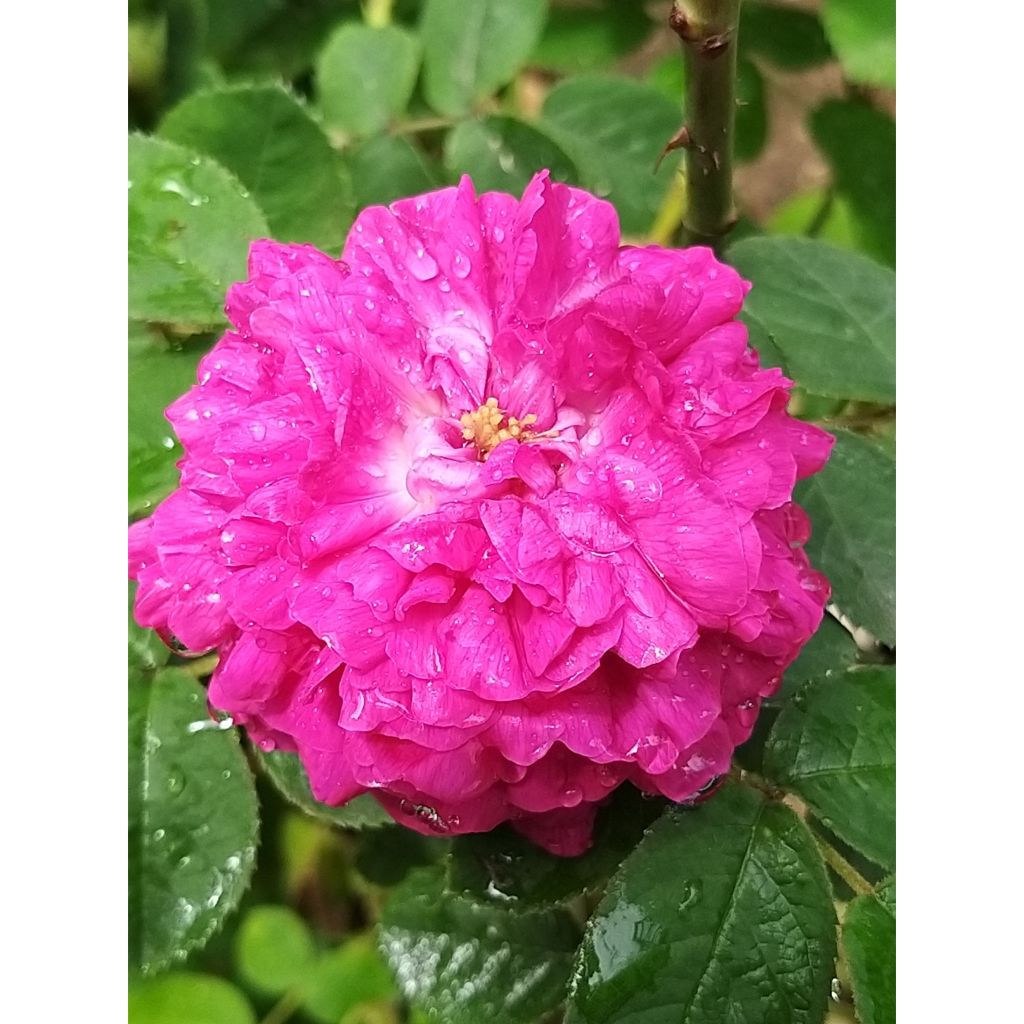 Rosa De Resht - Damask Rose