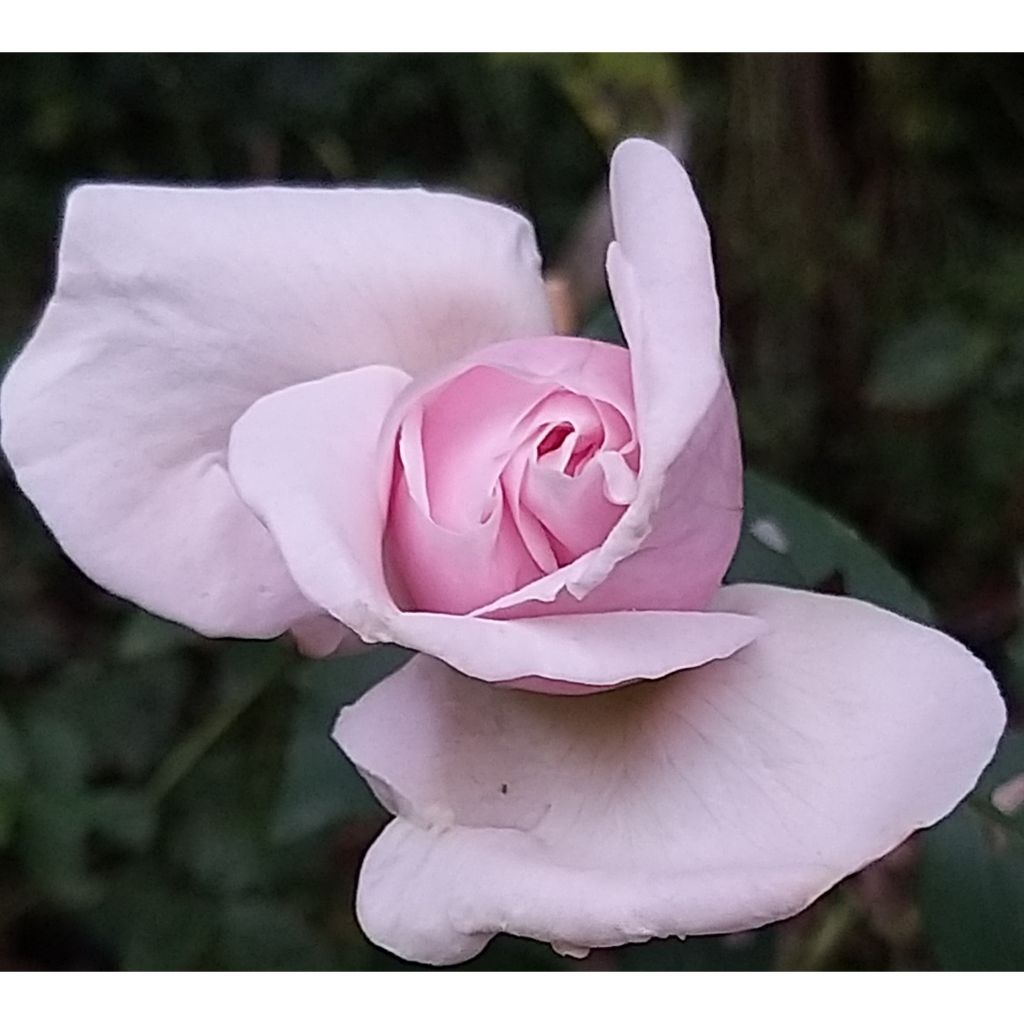Rosa Souvenir de la Malmaison
