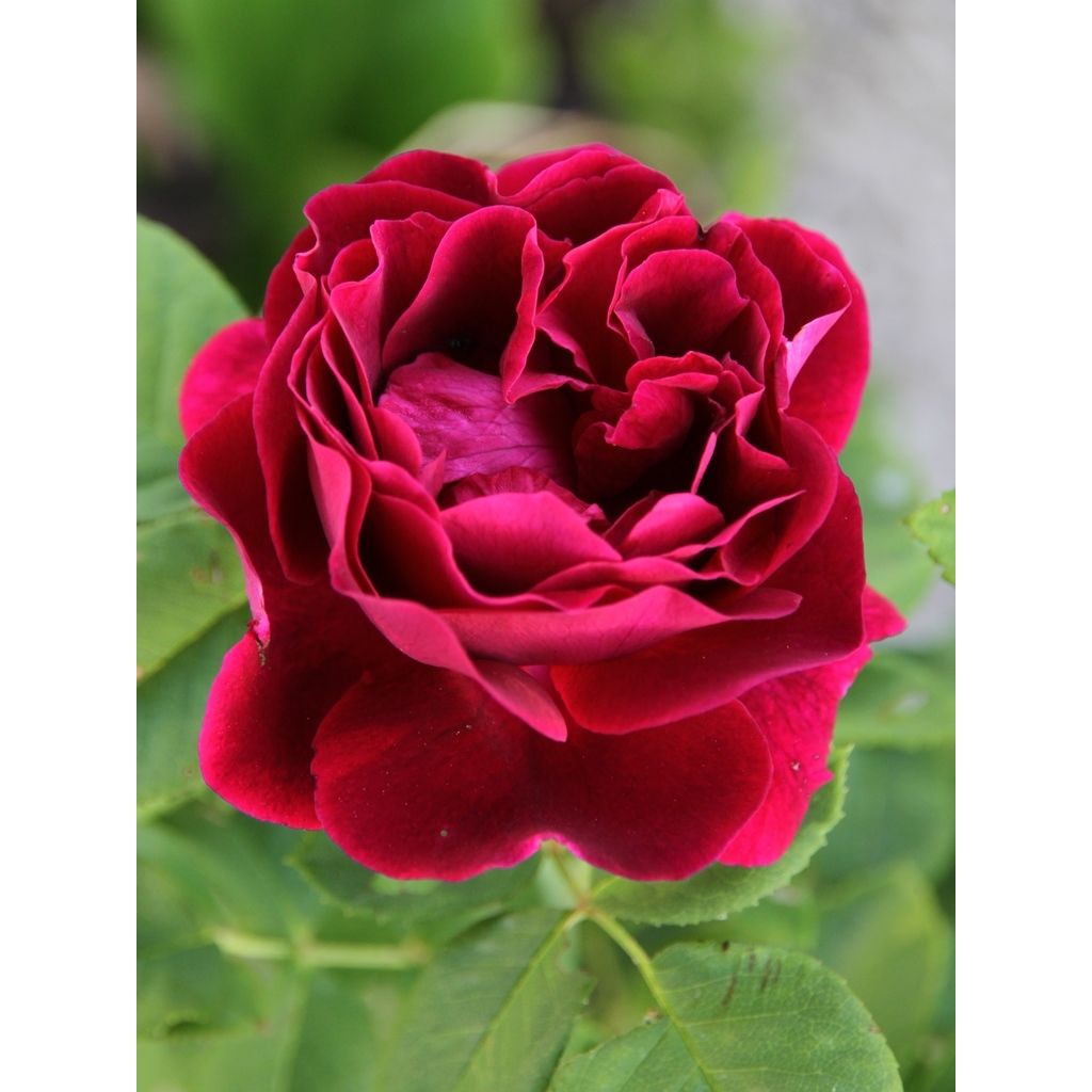 Rosa Souvenir du Dr Jamain