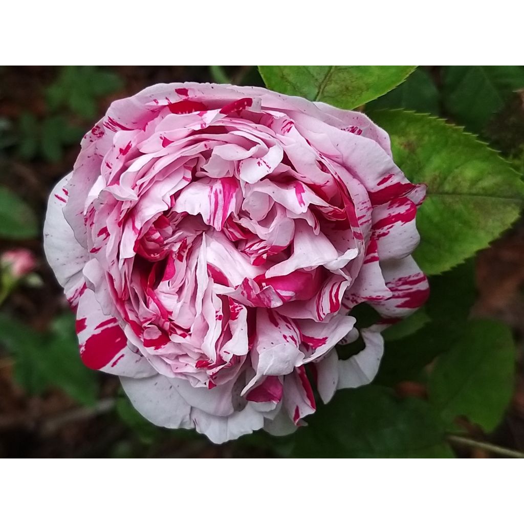 Rosa Bourbon Variegata di Bologna- Bourbon Rose