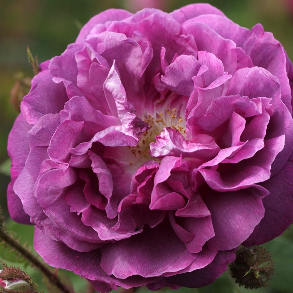 Rosa William Lobb - Moss Rose