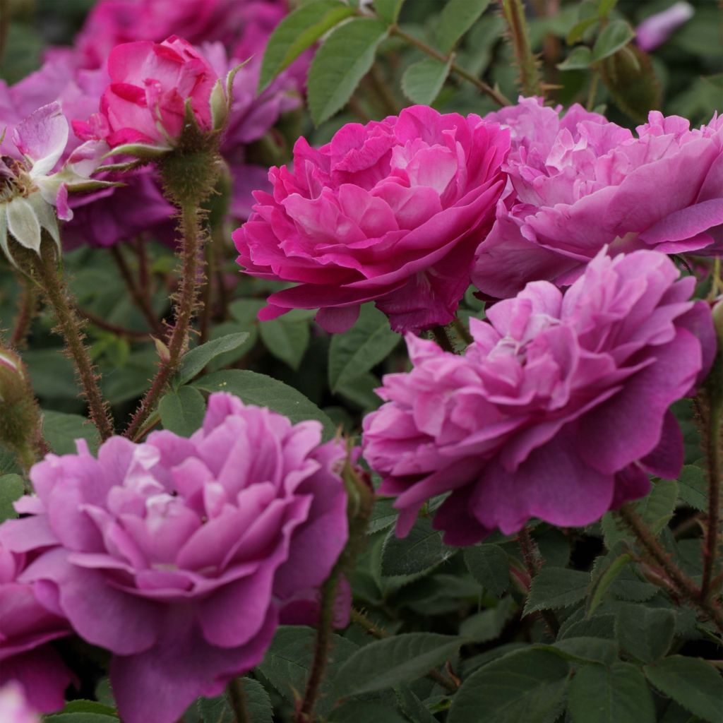 Rosa William Lobb - Moss Rose