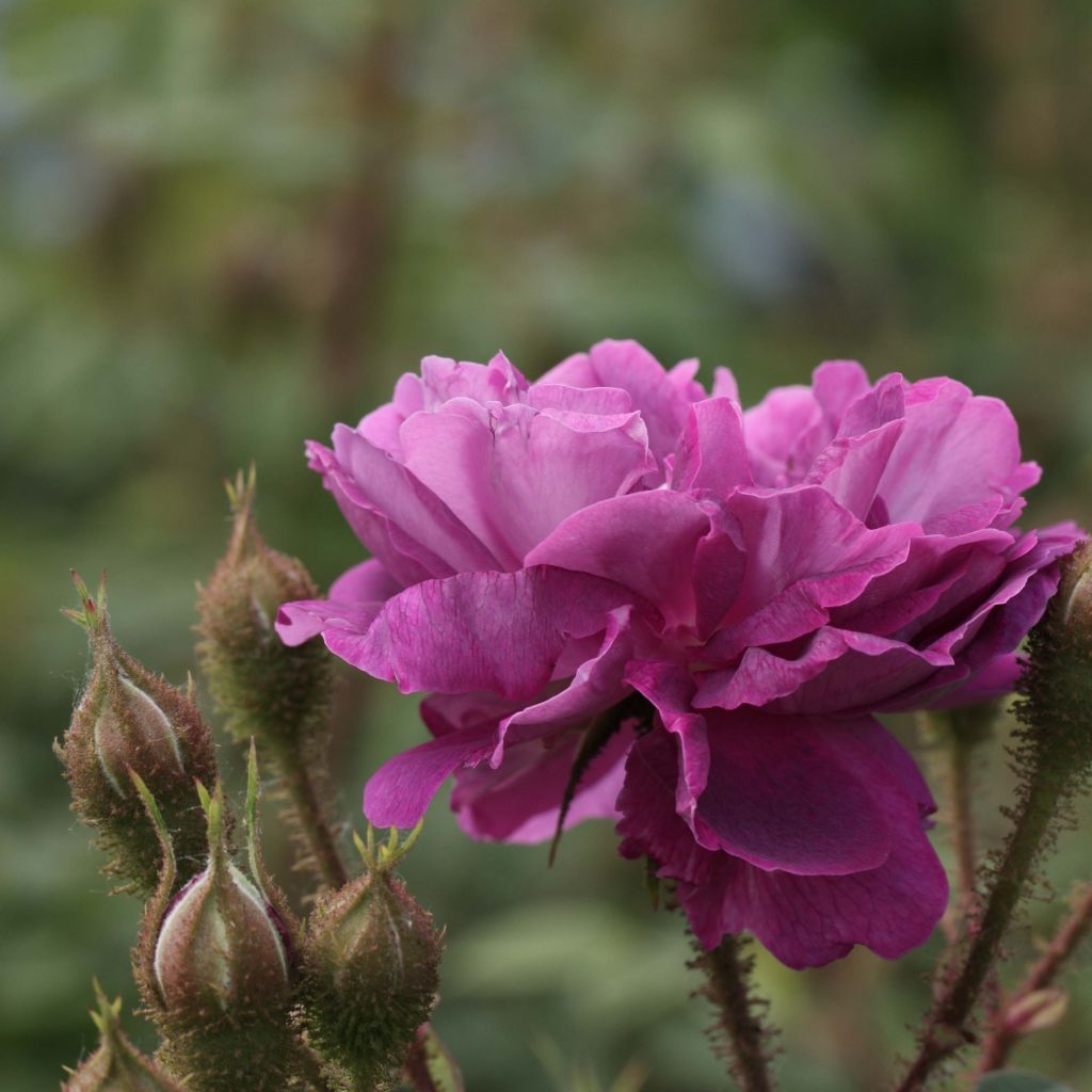 Rosa William Lobb - Moss Rose