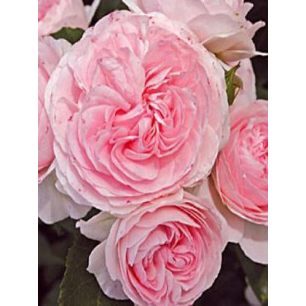 Rosa  Urban Streetlight Larissa - groundcover rose