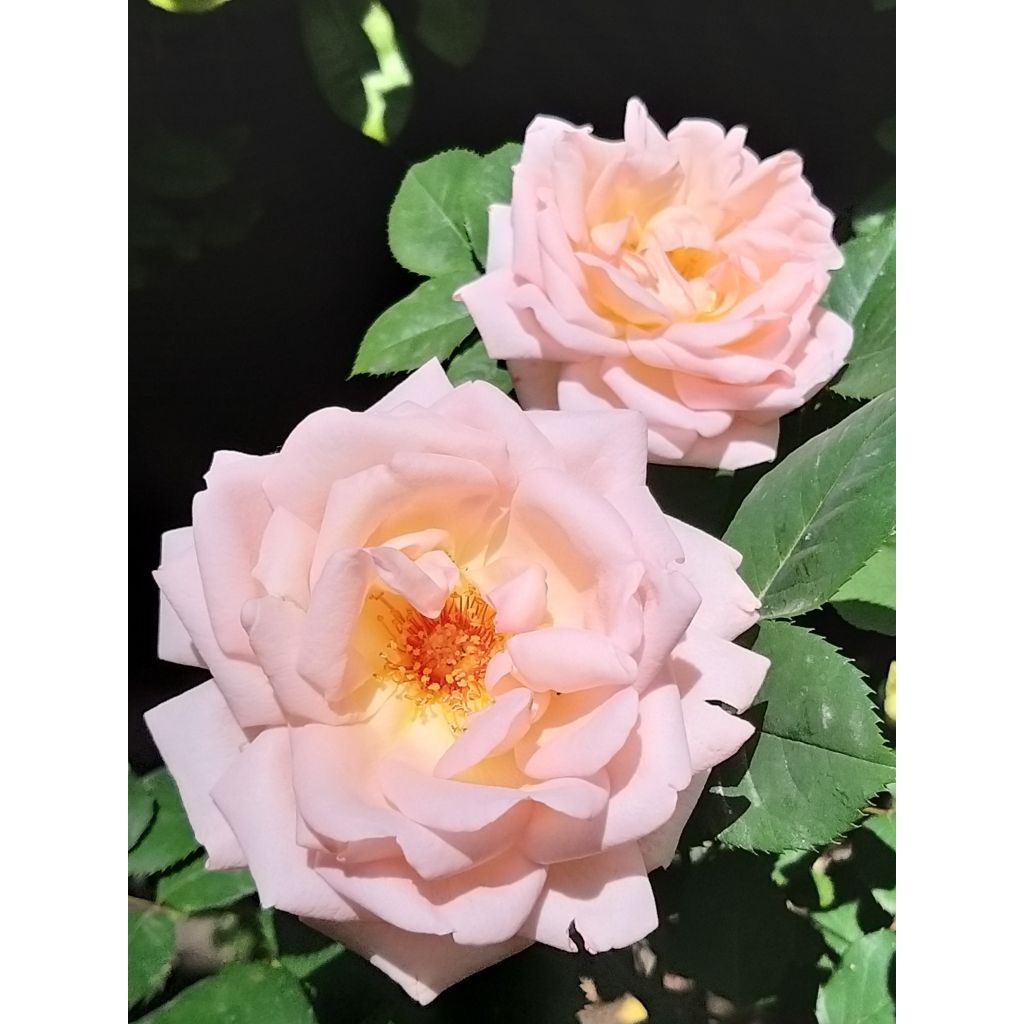 Rosa x floribunda 'Astrid Lindgren' - Floribunda Rose