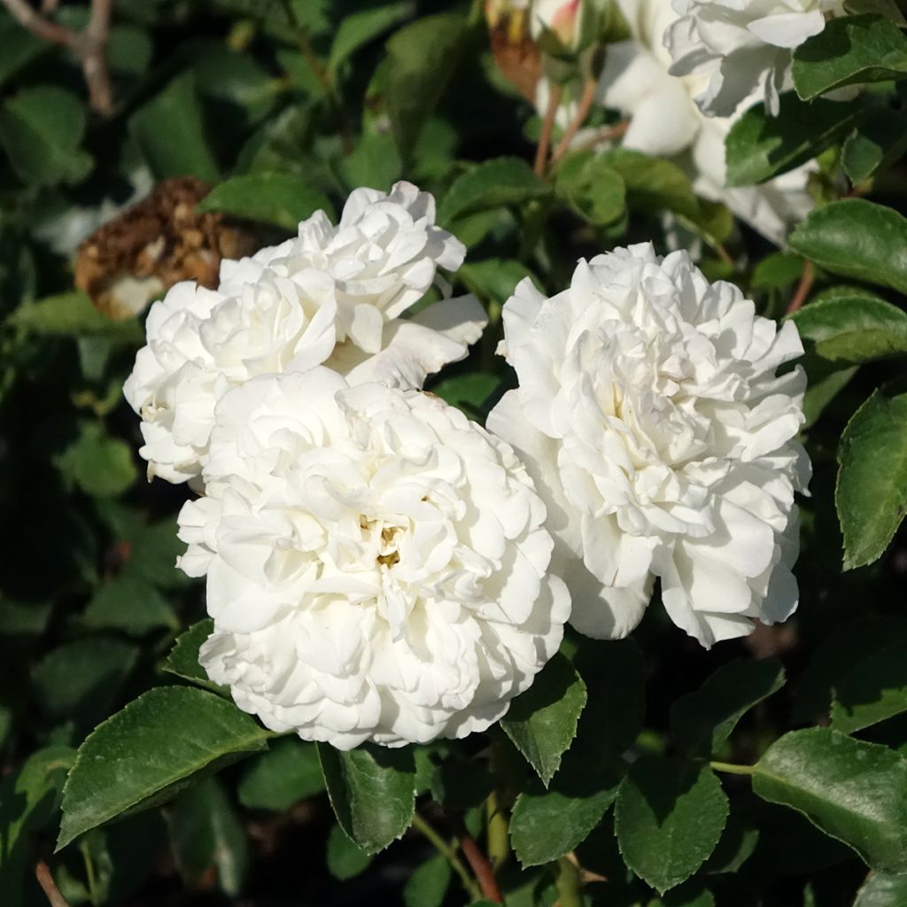 Rosa 'Meicoublan' WHITE MEILLANDECOR® - Rosier White Meillandecor, Rosier Blanc Meillandécor, Rosier White Meidiland