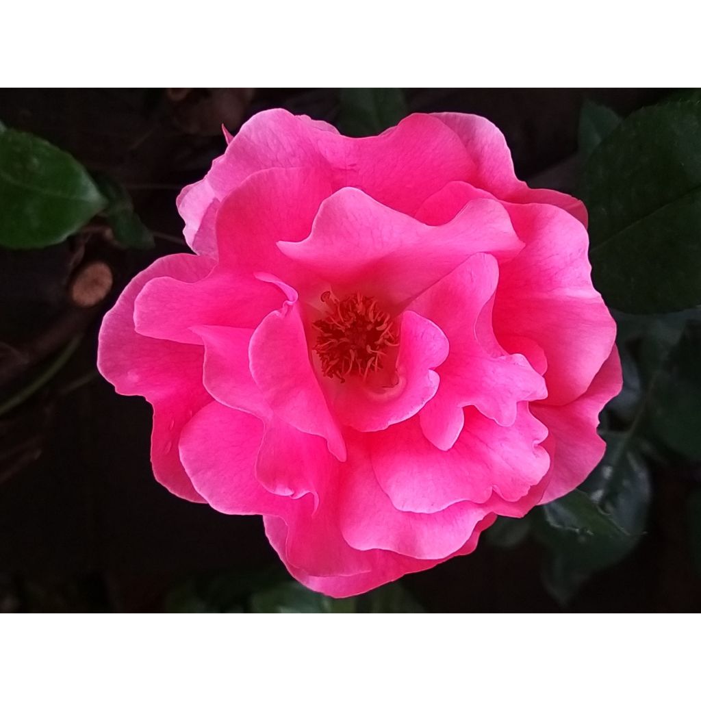 Rosa x polyantha Centenaire de Lourdes 