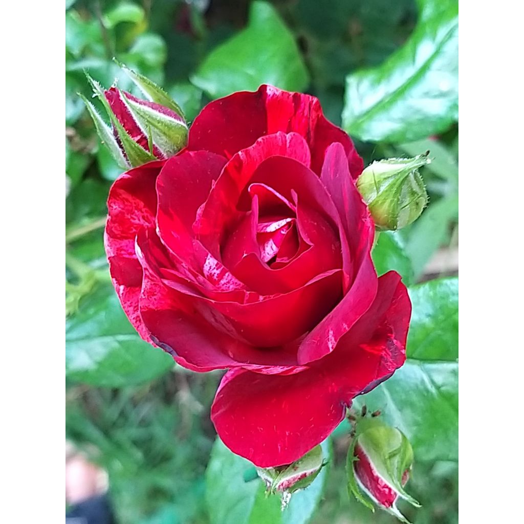 Rosa Queen of the Night - Floribunda rose