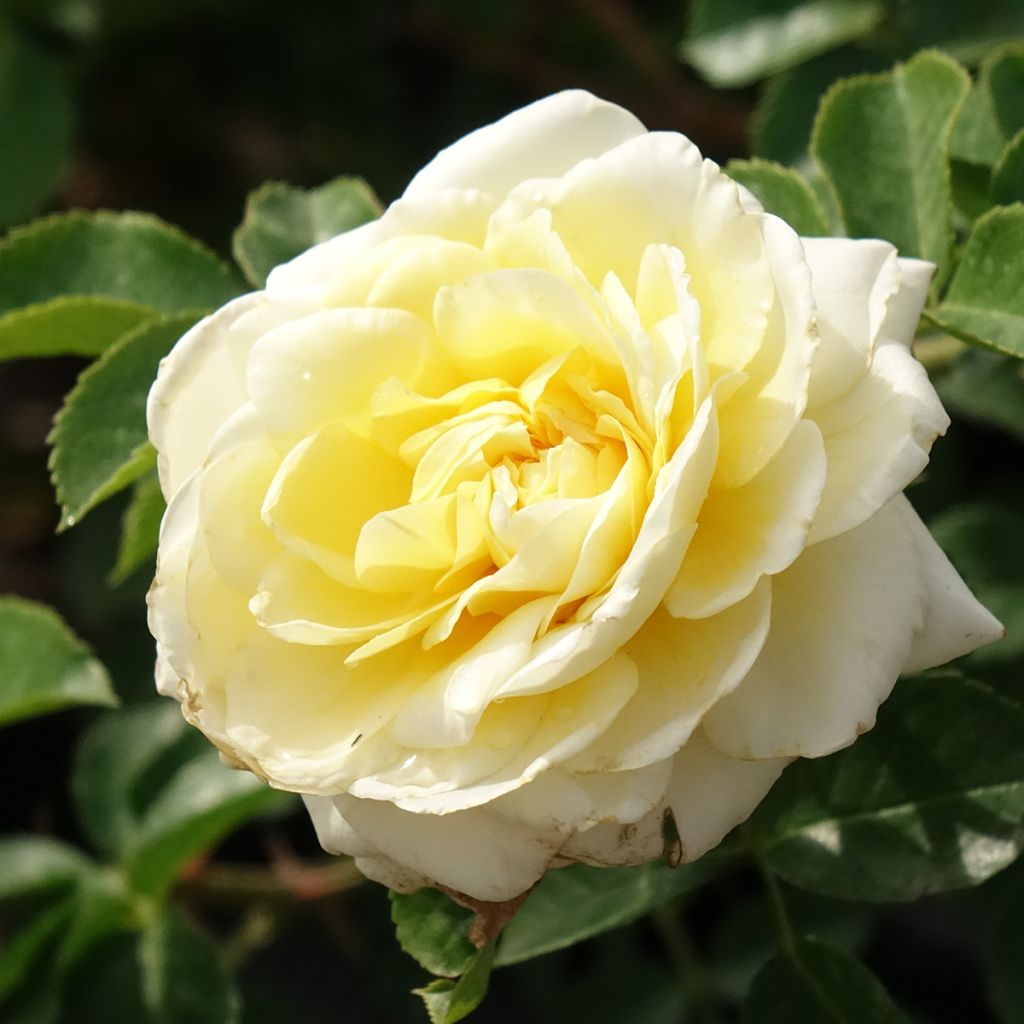 Rosa 'Meibalneo' NADIA MEILLANDECOR® - Rosier Nadia Meillandécor, Rosier Nadia Meidiland