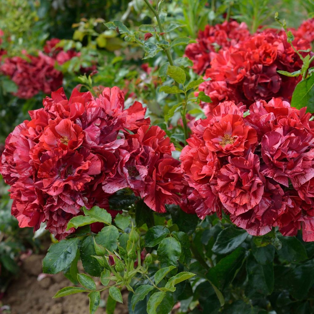 Rosa Queen of the Night - Floribunda rose