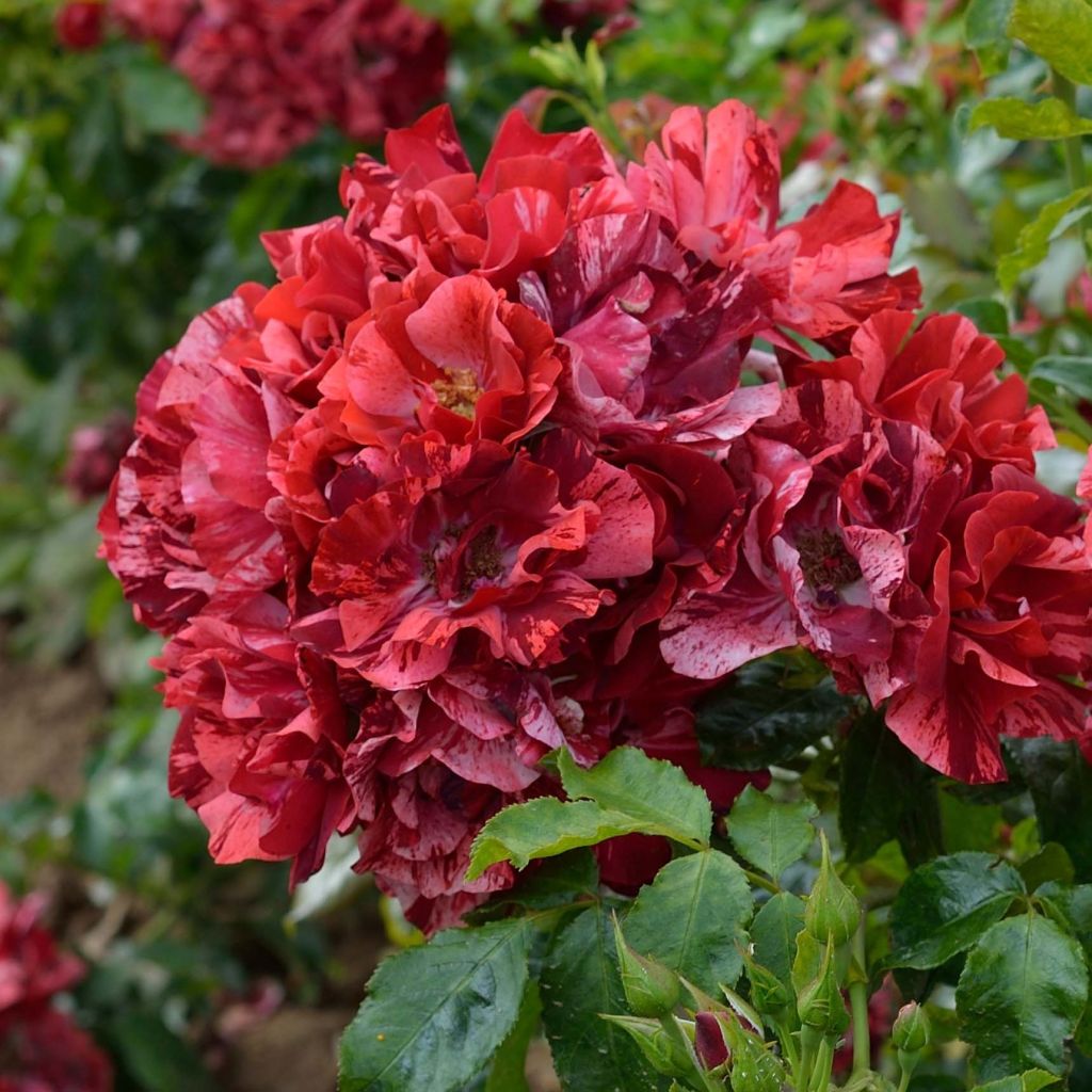 Rosa Queen of the Night - Floribunda rose