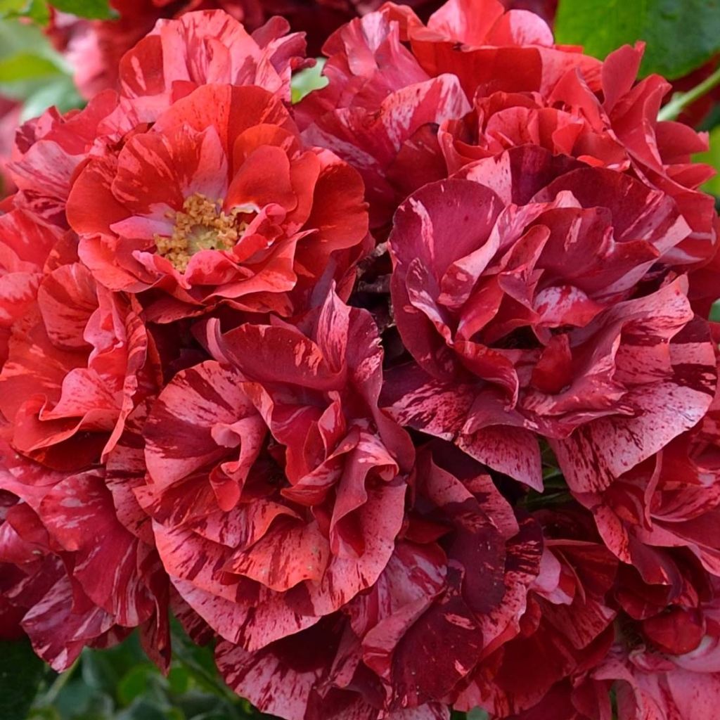 Rosa Queen of the Night - Floribunda rose