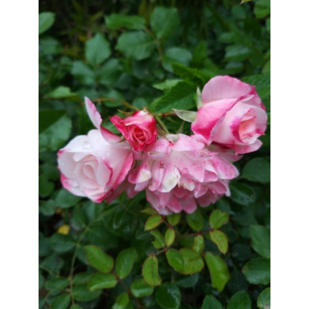 Rosa x floribunda 'Triple Treat' (Rosenstadt Freising) - Shrub Rose