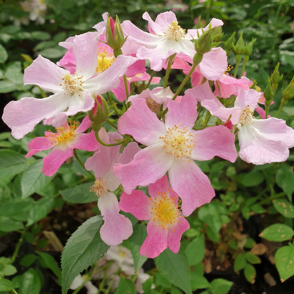 Rosa 'Dynamic Hip Hop' - Shrub Rose