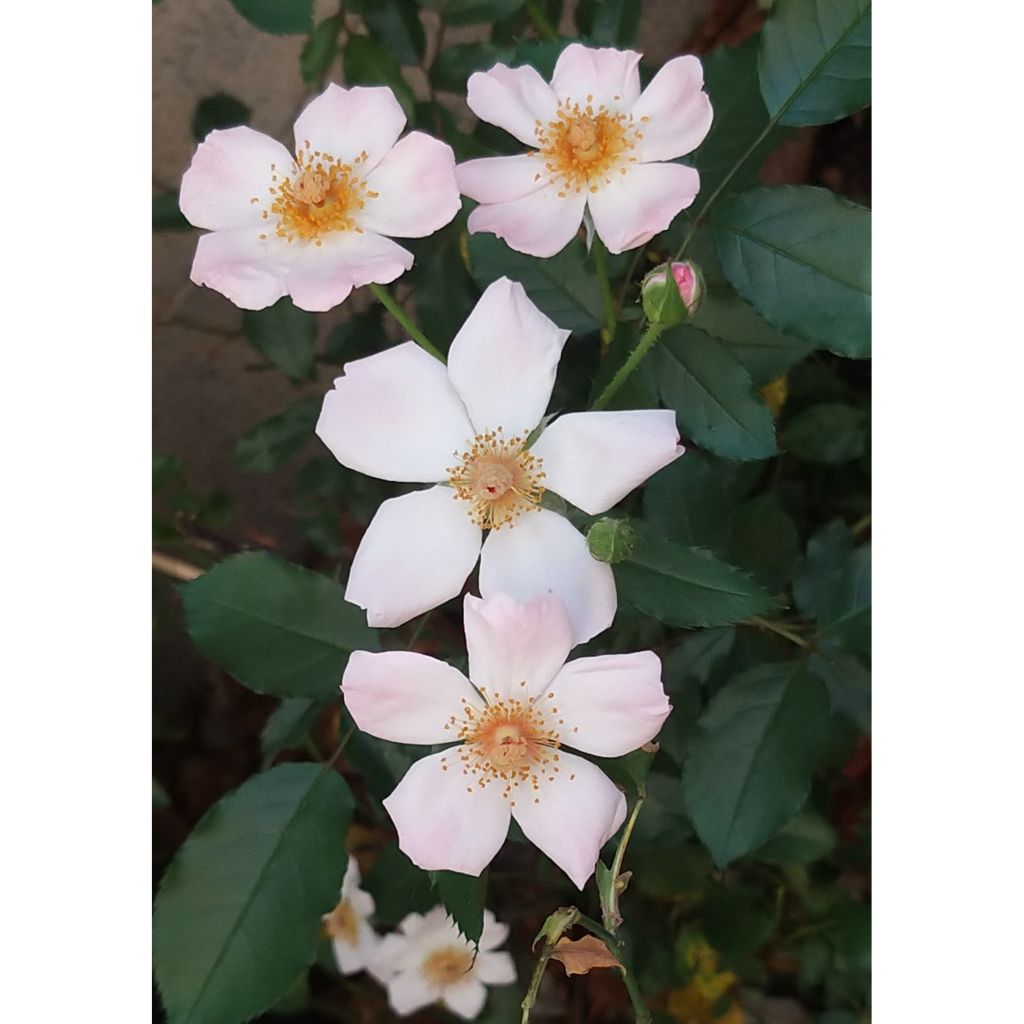 Rosa Rosy Cushion - Shrub Rose