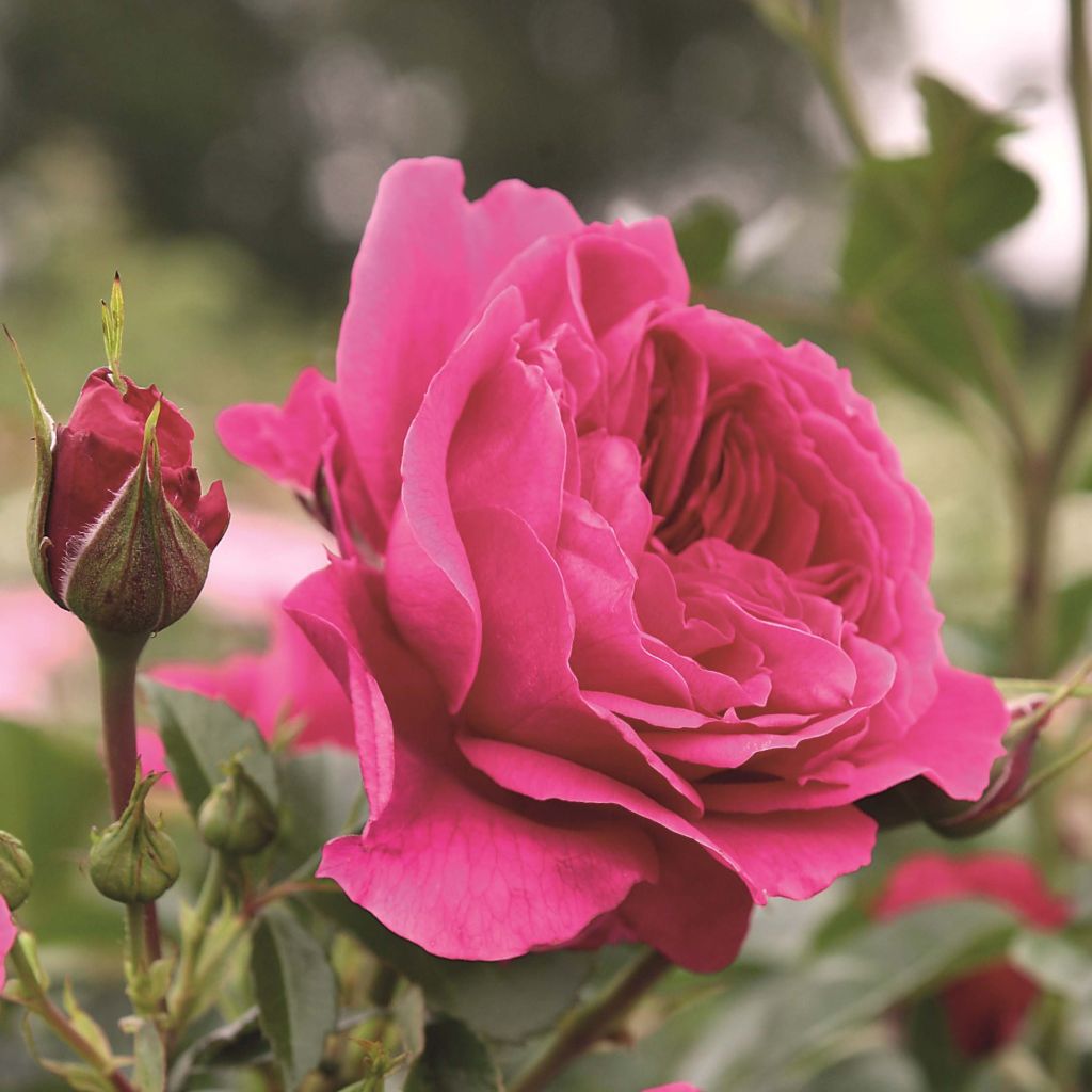 Rosa Soul - modern shrub rose