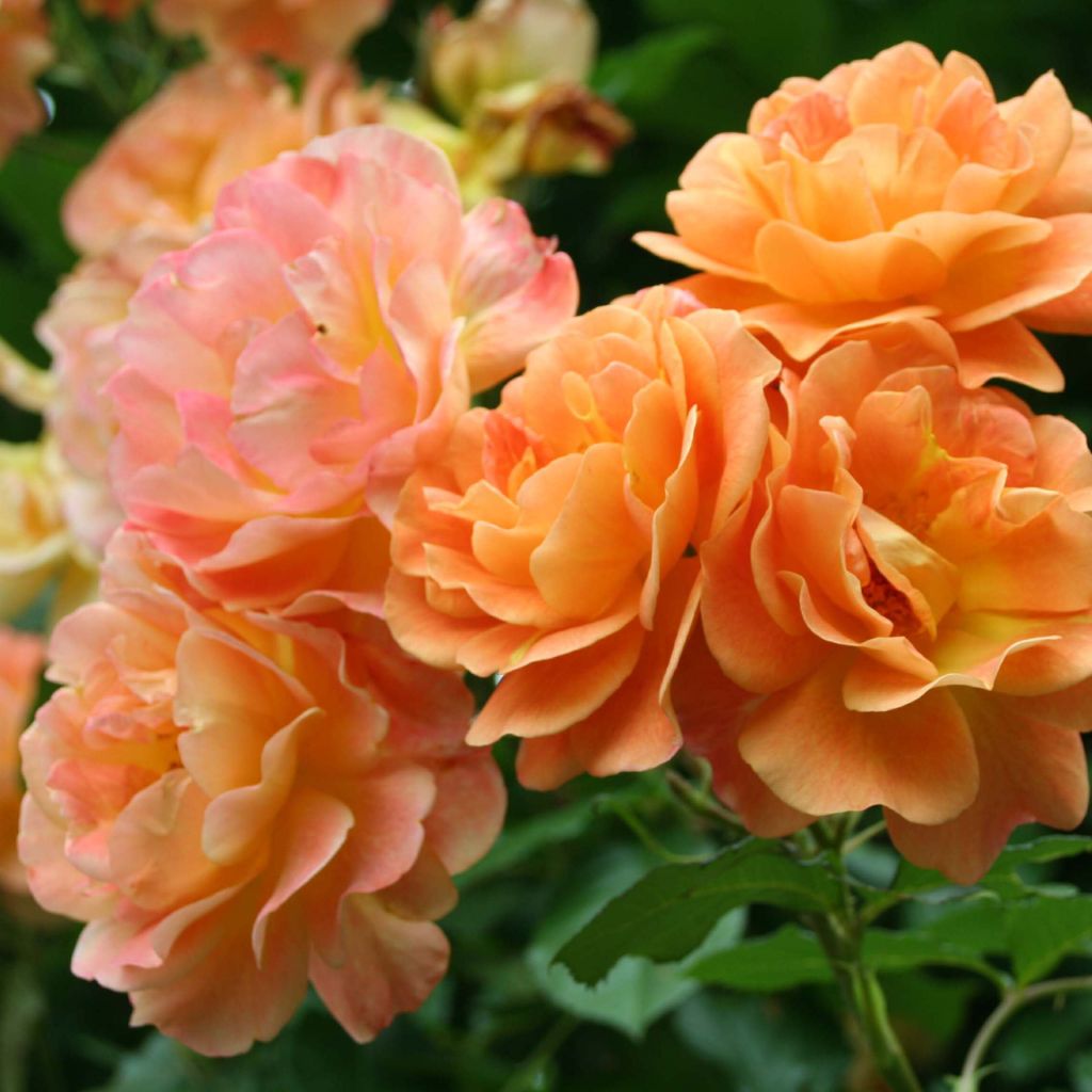 Rosa  Westerland (Korwest) - Hybrid Shrub Rose