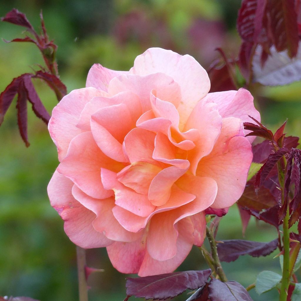 Rosa  Westerland (Korwest) - Hybrid Shrub Rose