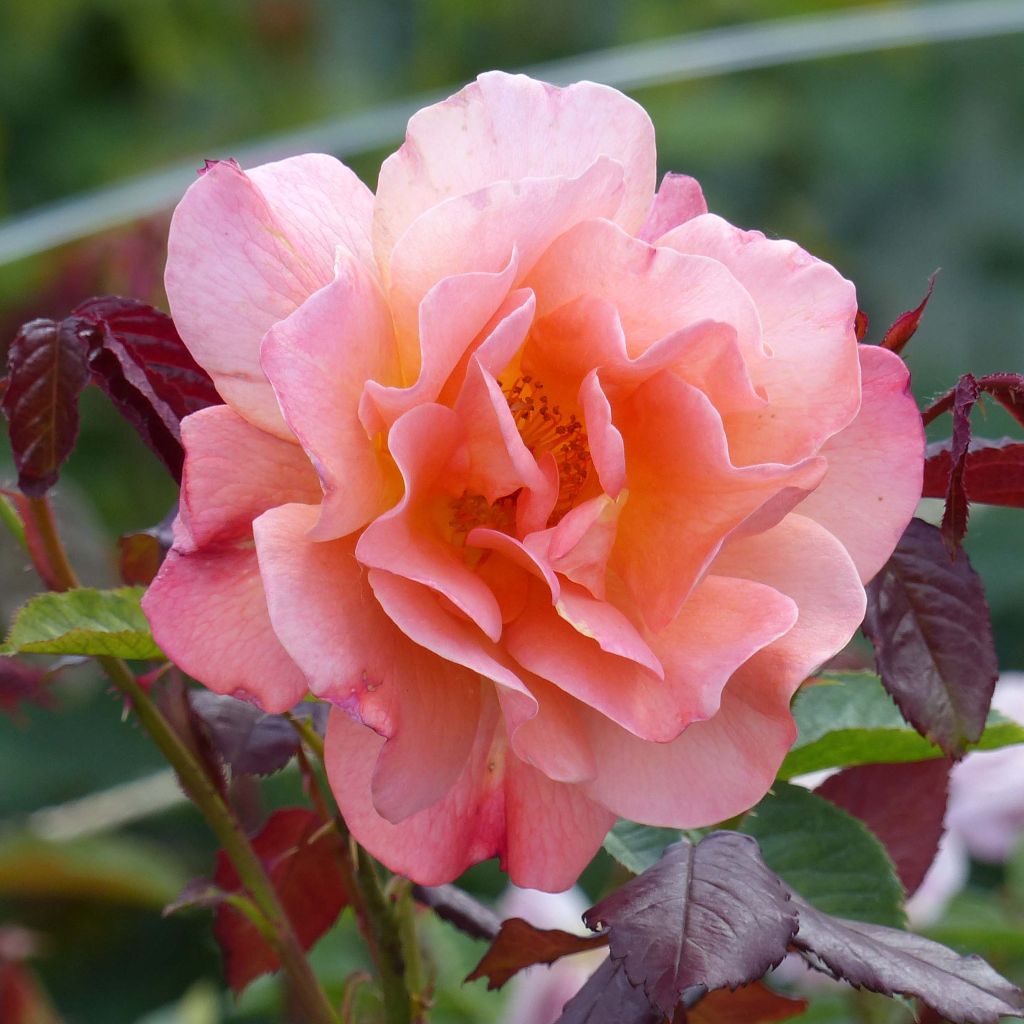 Rosa  Westerland (Korwest) - Hybrid Shrub Rose