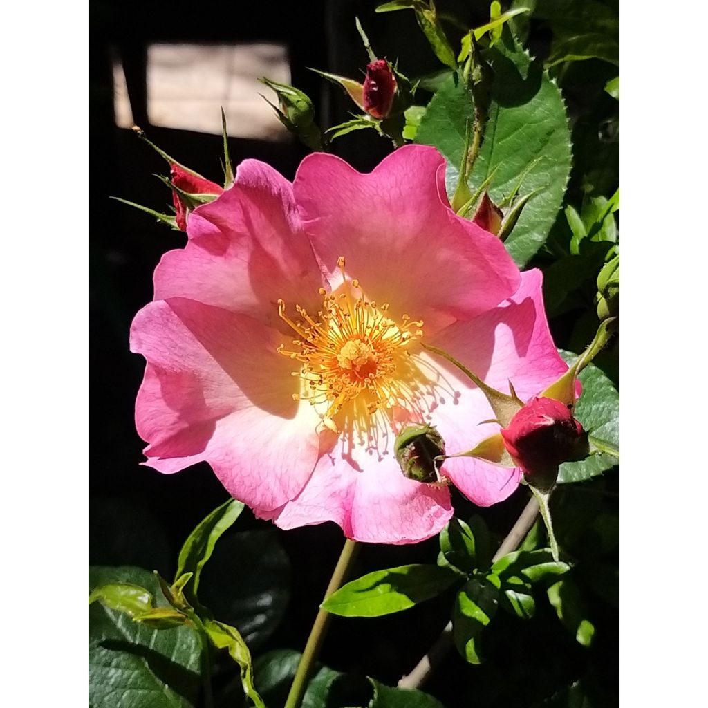 Rosa  Yann Arthus-Bertrand - Shrub Rose