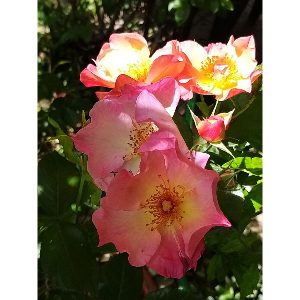 Rosa  Yann Arthus-Bertrand - Shrub Rose